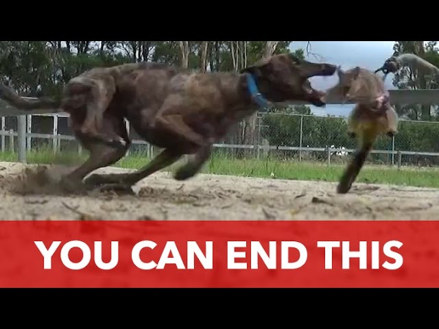 Greyhound racing: What are you really betting on?