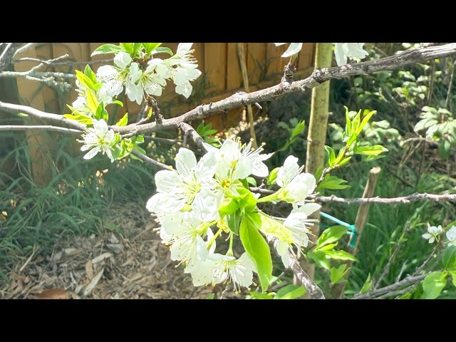 February Food Forest tour.. Central Florida Zone 10A