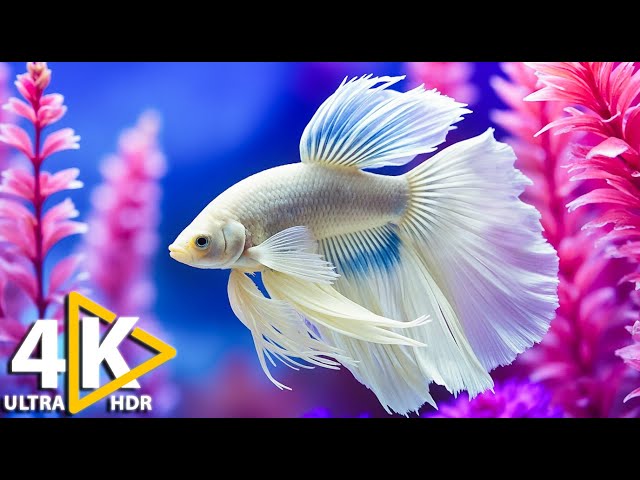 Explore Stunning Coral Reefs: The Best 4K Aquarium Adventure Begins Here