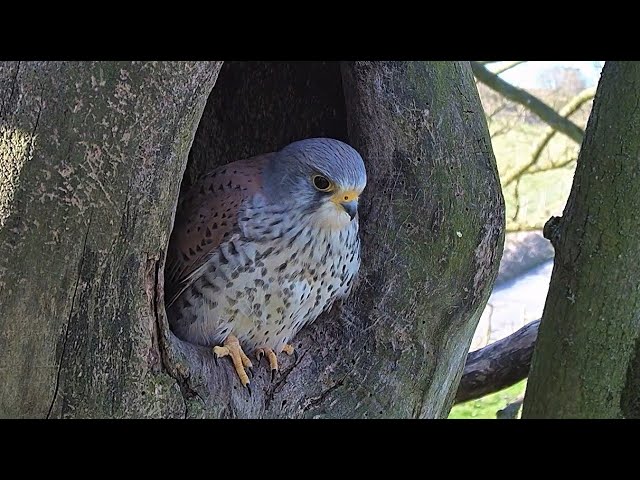 Kestrels Brave it Out After Several Brutal Raids on their Nest | Mr & Mrs Kes | Robert E Fuller