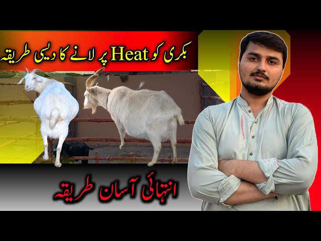 How to bring Goat in Heat Faster||When Goat come in Heat||Goat Farming||Pets waly bhai