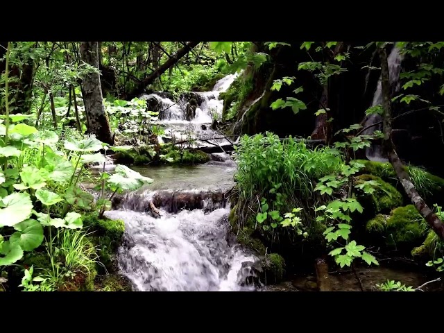 Nature Sounds / Forest River Sound / White Noise for Sleeping