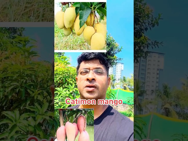 Catimon Mango #farming #catimon #mango  #malayalam # farm #harvest #keralafarmers #trees #fruitfarm