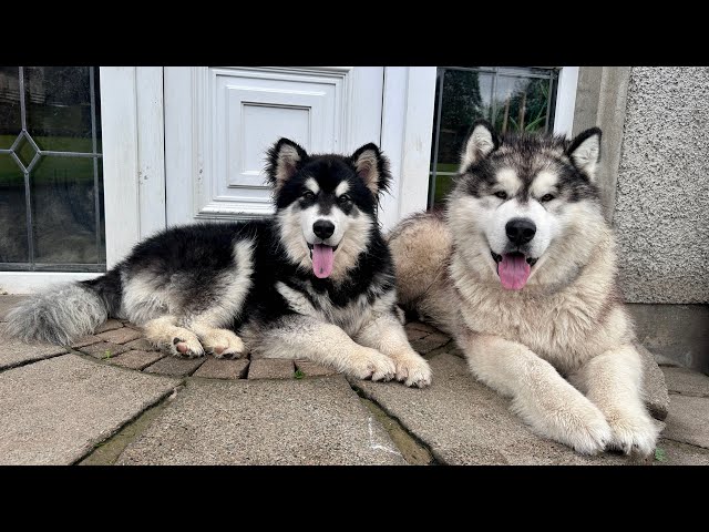 BIG Husky Teaches New Puppy A Lesson! Yes Titan Has Gone!!