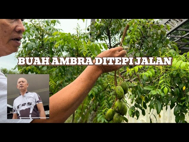 BUAH AMBRA DITEPI JALAN