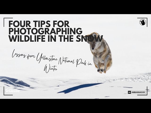 Four Tips for Photographing Wildlife in the Snow