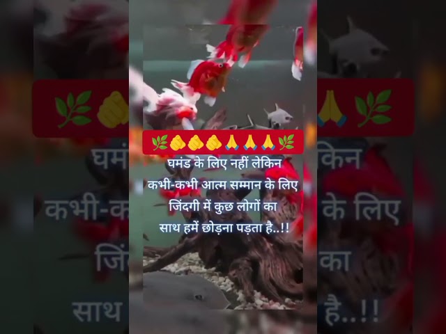 💃💝🌿को छू लेने वाली शेरो शायरी💃💖🌿Touching Shero Shayri  #motivation #motivational #shayari 💯