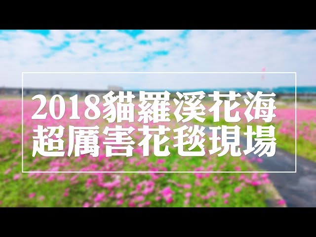 【2018南投燈會】貓羅溪高灘地景觀花海-巨大小熊花海超美IG好拍景點