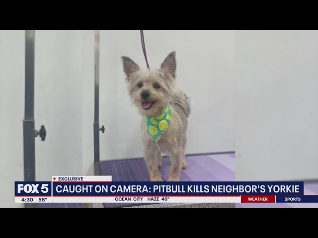 Pitbull kills neighbor's Yorkie in Prince George's County