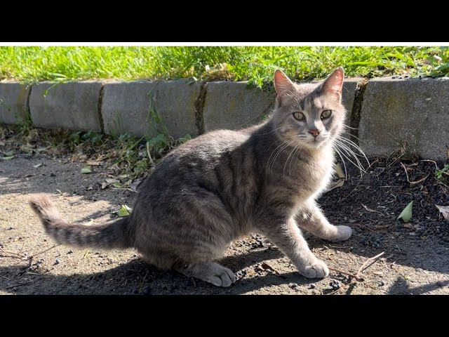 Cat lovers feed cats on the street, and crows come to grab the cat food