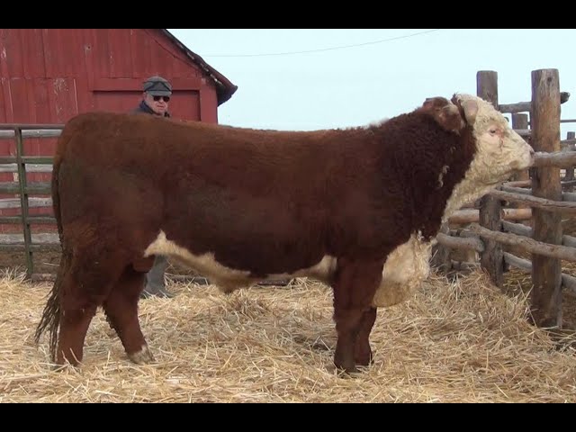 2021 PRIVATE TREATY BULL SALE