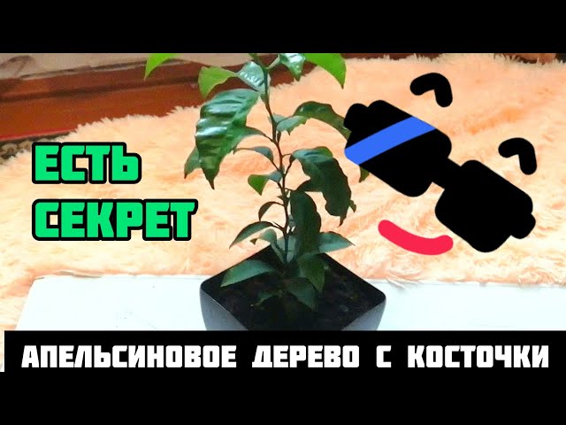 Апельсиновое дерево с косточки.