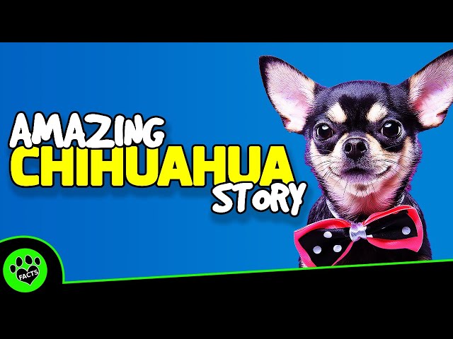 Top 10 Fun Facts About Chihuahuas - Dogs 101