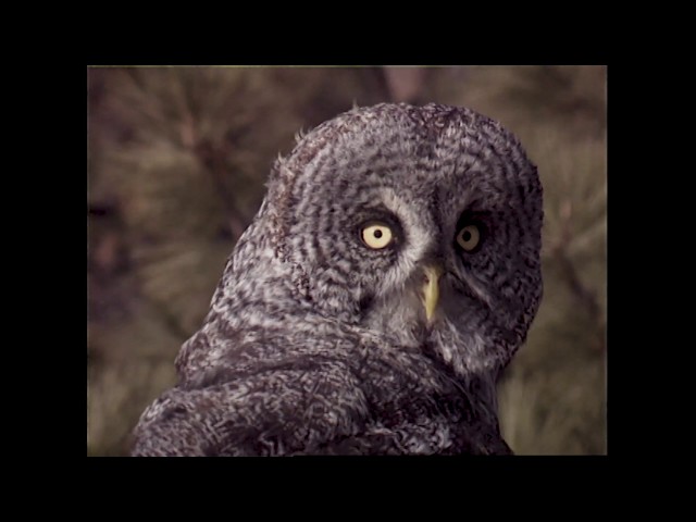 Great Grey Owls