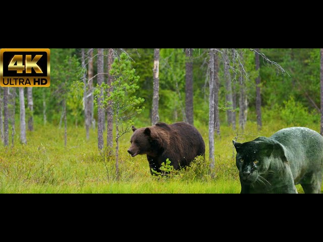 Ultimate Animal and Wildlife.Collection in 4K