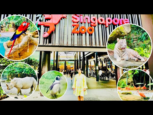 Singapore Zoo #viralvideo #singapore #travel #vlog #zoo #video #videos #dailyvlog #animals #love