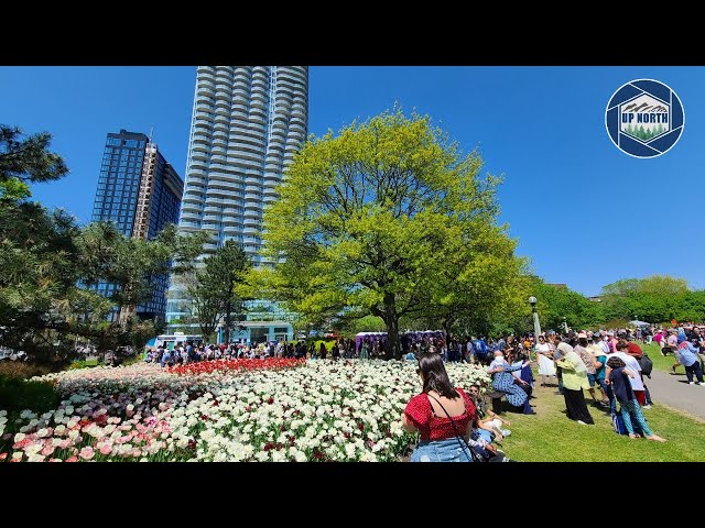 Ottawa Tulip Festival 2023: Captivating Blooms & Exquisite Displays!