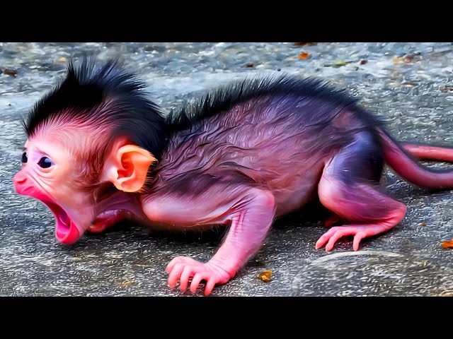 This Newborn Monkey’s Cry Will Break Your Heart—Where’s Its Mother?