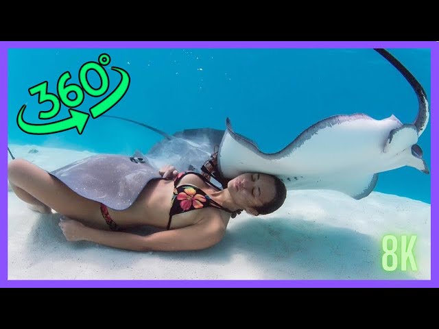 diving with stingrays in the maldives 360 vr video