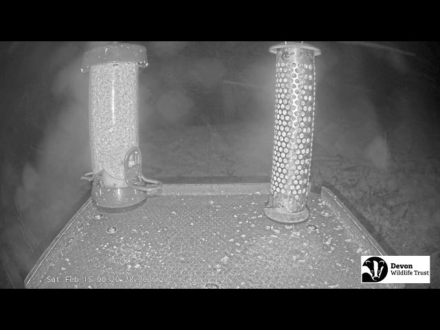 LIVE Birdfeeder camera in Devon - Birds and woodland wildlife