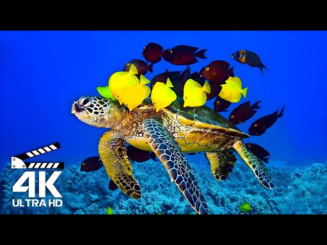 Majestic Ocean Creatures In 4K UHD - Mysterious Life in the Deepest Oceans, Music For Work