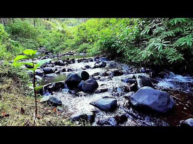 Waterfall Gentle Stream Sound in forest Waterfall Sounds Flowing Water White Noise for Sleep