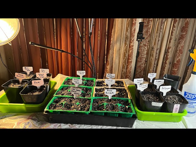 It’s seed sowing time for Spring 2023 zone 10b/come hang out with me for a bit while I sow seeds.