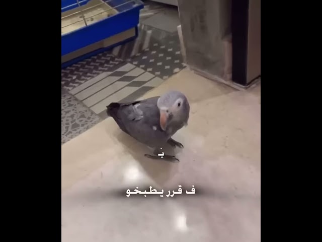 اقوى تهديد لعنتور من الشامي🤣🤣