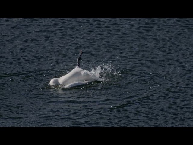 Trumpeter Swan Barrel Rolls in 4K