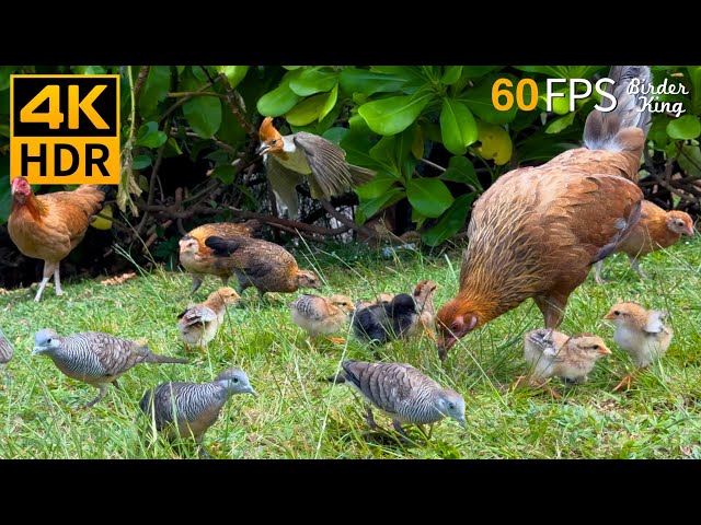 Cat TV for Cats to Watch 😺 Cute Baby Chicks 🐥 Birds Squirrels 🐿 8 Hours 4K HDR 60FPS