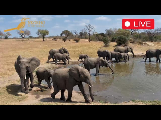 Nkorho: Live Stream in the Sabi Sand, South Africa