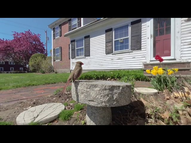 Cardinal - 3D Bird Bath