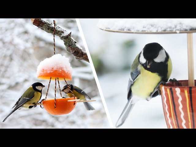 4 DIY bird feeders for feeding wild garden birds – simple feeders YOU can make