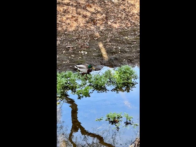 Lets explore: Ducks in reflective stream Northern CA #ducks #ducksswimminginpond #naturelovers