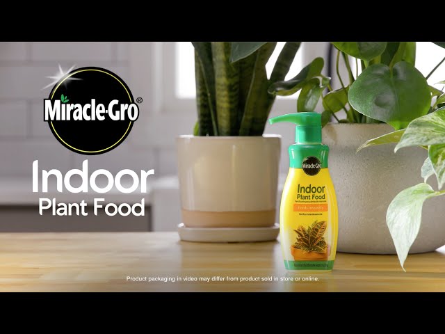 How to Use Miracle-Gro Indoor Plant Food