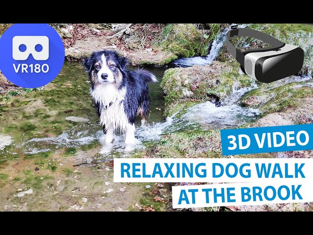 3D Virtual Dog Walk at the Brook - Dog Watch VR180