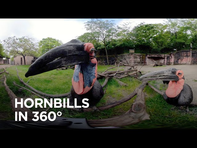 World's Largest Hornbills Inspect 360° Camera