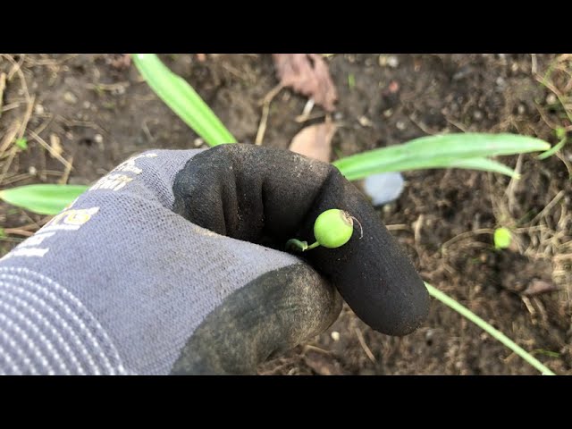 I plant out snowdrop bulblet/seedlings onto an embankment