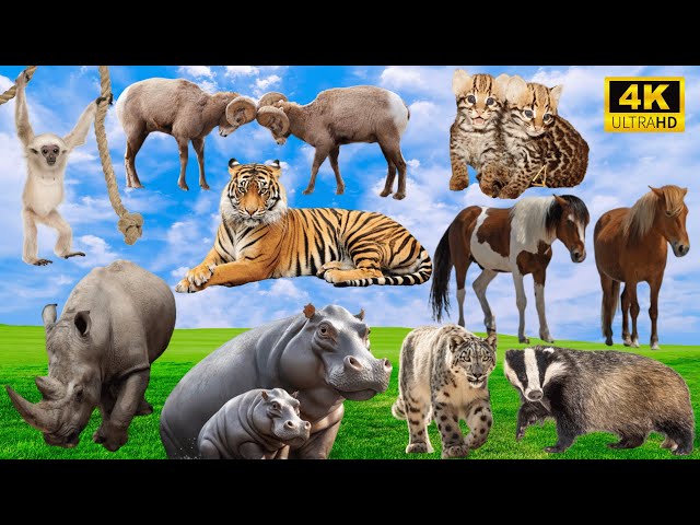 4K Wild Animal Sounds: Monkey, Sheep, Tiger, Rhinoceros, Hippo, Cat, Lion - Relax with Animal Sounds