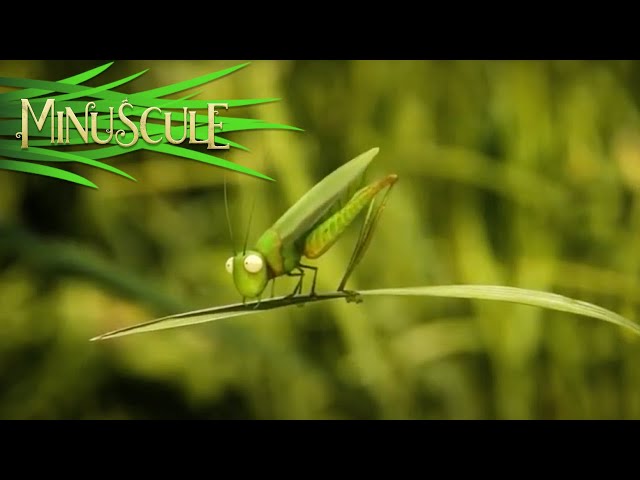 Minuscule - The grasshopper who didn't / La sauterelle qui ne savait pas sauter (Season 2)