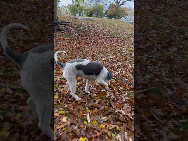 On the hunt looking for... #dog #puppy #hunting #cute #park #search #hidden