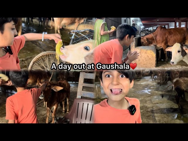 What to do in gaushala🐮