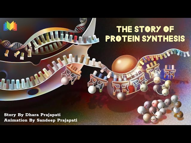 The Story Of Protein Synthesis