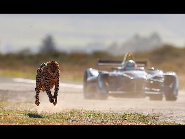 Drag Race: Formula E Car vs Cheetah