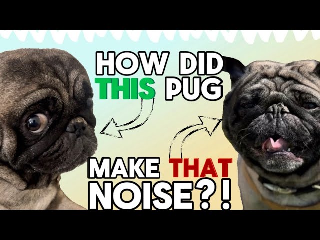 Unbelievable Pug Noises! | Cute & Funny Pug Noise Compilation!