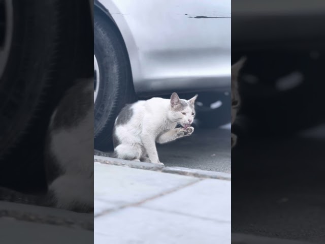 Street cat cleaning it self #cats #viralvideo #shorts