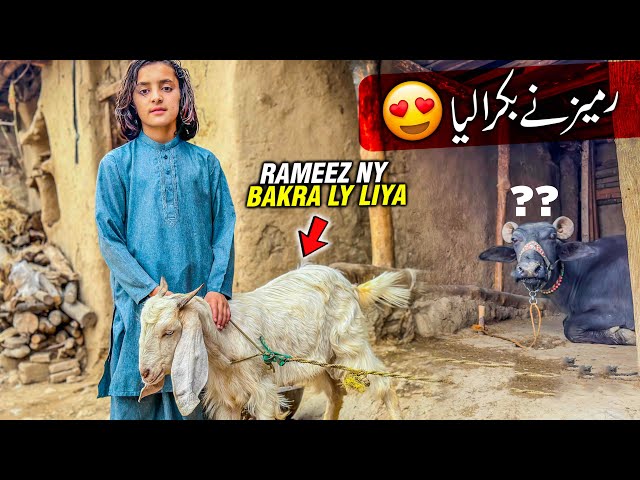 Rameez nay Qurbaani ka leay bakra le liya 😊