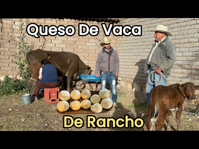 Así Se Hacen Los Quesos De La Leche De Las Vacas En El Rancho.🤠🥛🐄🧑‍🌾🧀🌱