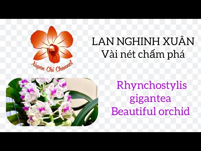 LAN NGHINH XUÂN - Vài nét chấm phá