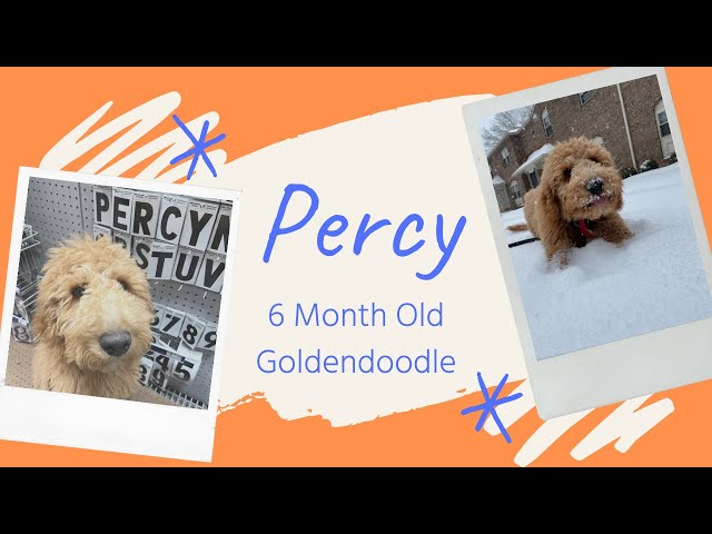 5mo Old Goldendoodle (Percy) | Best Philadelphia Dog Trainers | Off Leash K9 Training Philadelphia